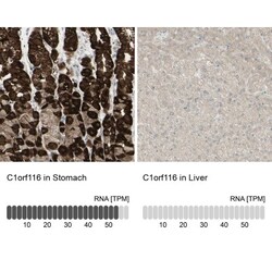 SARG Antibody, Novus Biologicals 0.1mL; Unlabeled:Antibodies, Polyclonal